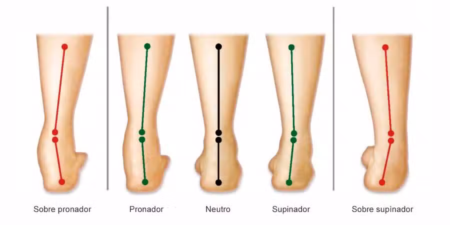 Pronador y supinador